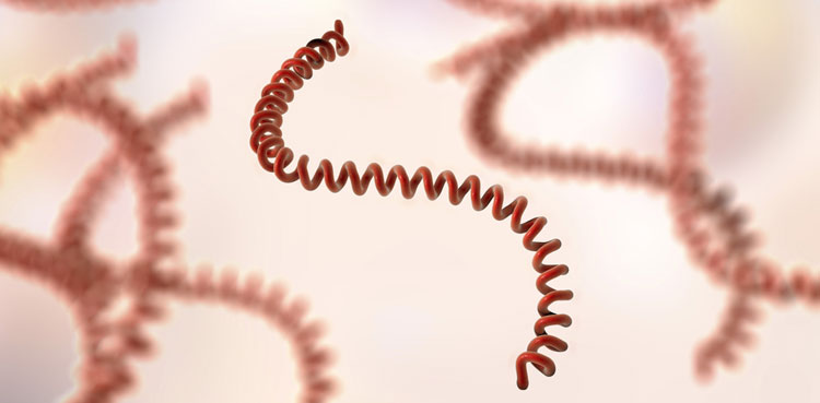 NIH issues alert for bacterial disease affecting humans, animals