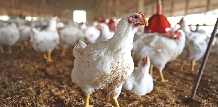 Poultry association go on strike in twin cities