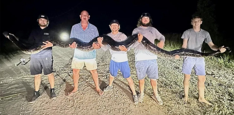 Five men capture 17-foot massive python
