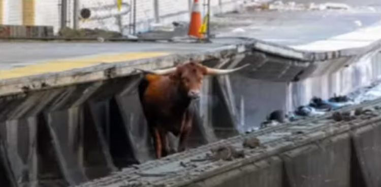 Bull on loose spotted running on train tracks