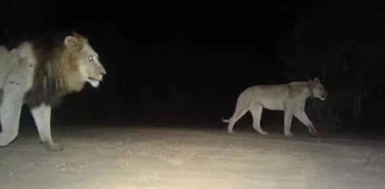 Lions on the loose in United States?