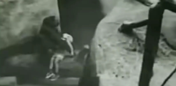 Watch: Gorilla named hero for saving three-year-old boy
