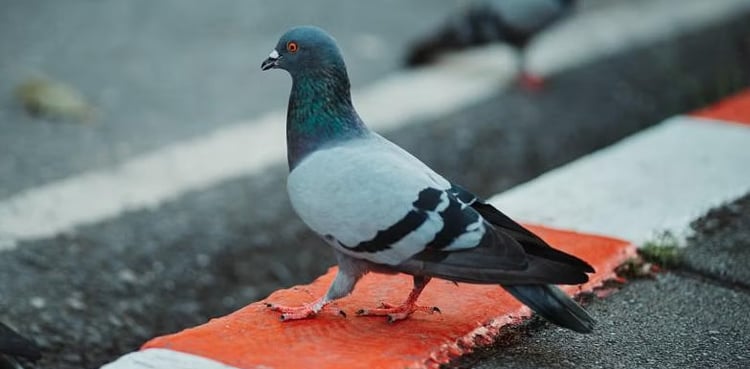 Weird: Police arrest taxi driver for running over pigeon