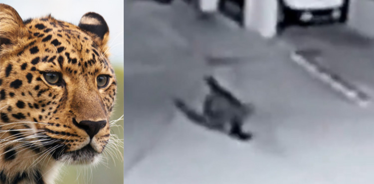 Video showing leopard roaming freely in residential area goes viral