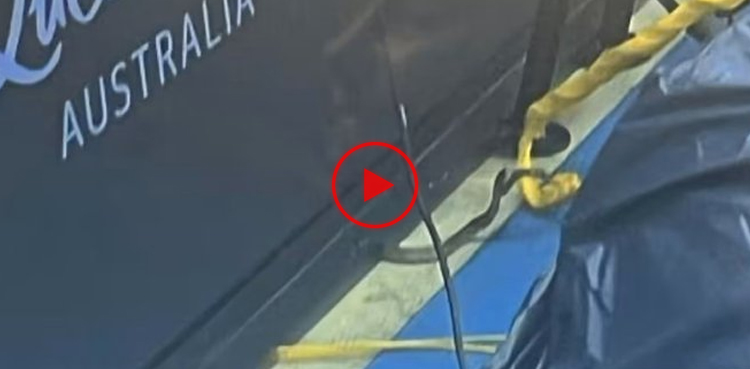 Watch: Poisonous snake interrupts Australia tennis tournament match