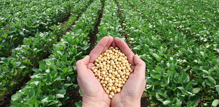 'Soybean production can reduce Pakistan's import bill'