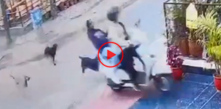 Watch: Woman crashes scooter into house while being chased by stray dogs