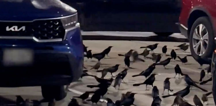 Watch: Flock of birds takes over parking lot in scene 'Straight out of a Hitchcock movie'