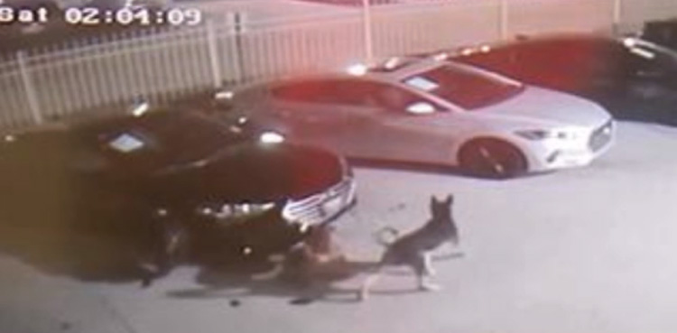 WATCH: Stray dogs cause damage worth $350,000 to car showroom