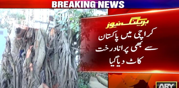 Banyan trees illegally cut down in Karachi