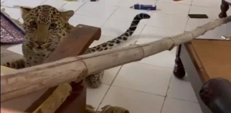 VIRAL VIDEO: Leopard enters hotel room in Jaipur