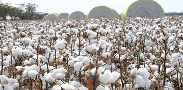 8.17m cotton bales reach ginneries across Pakistan, 77% increase recorded