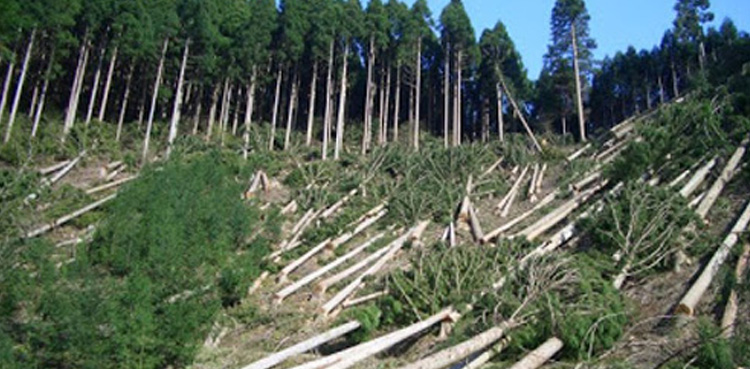 Chief secretary suspends 44 employees over illegal deforestation in Gilgit