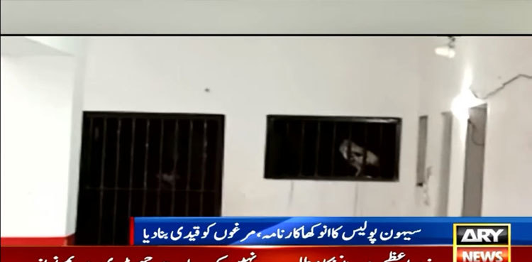 Two roosters locked up in Sehwan