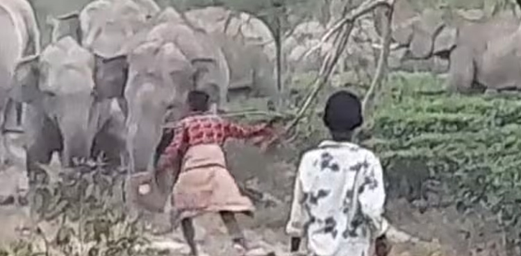 Watch: Man receives instant karma after provoking elephant with stick
