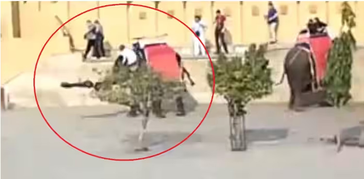 Watch: Tourist swung into air, thrown away by elephant
