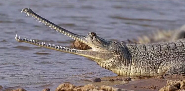 Watch: Rare 'Gharial' crocodile spotted in Sutlej River