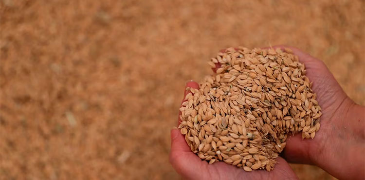 'Paella rice could disappear'