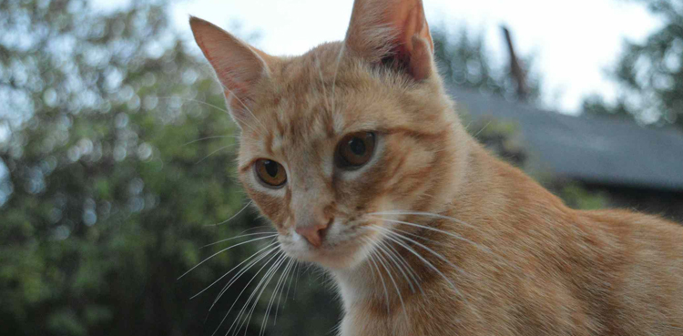 Man spotted eating raw cat meat