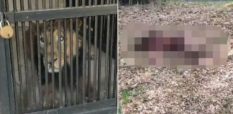 Horrific: Man mauled to death after entering Lion's enclosure for selfie