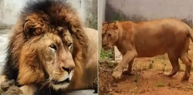 Hindu nationalists move court in India against ‘Akbar the lion’, ‘Sita the lioness’