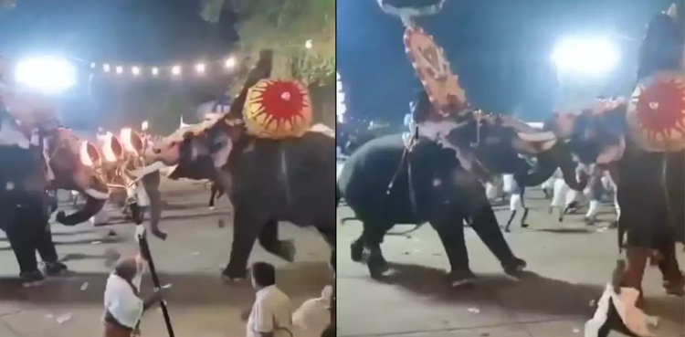 Watch: Several injured as elephants attack each other during festival