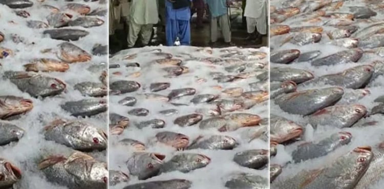 Karachi fishermen become millionaires after catching rare fish