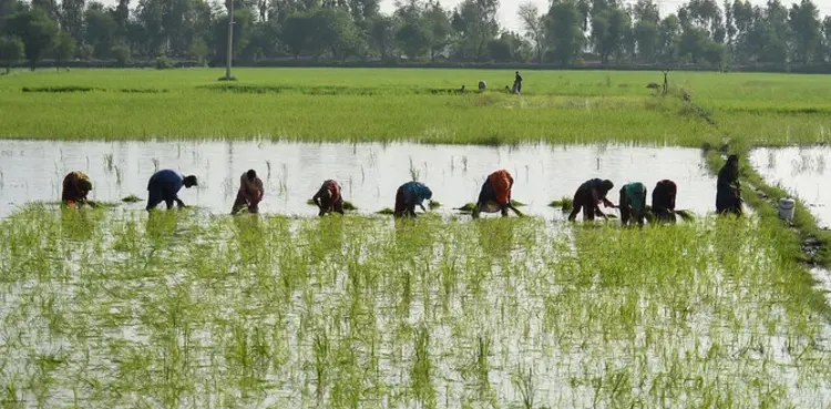 Farmers' body demands agri-emergency in Pakistan