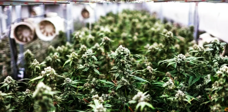 JuicyFields: Gang behind $686 mln medicinal cannabis scam arrested