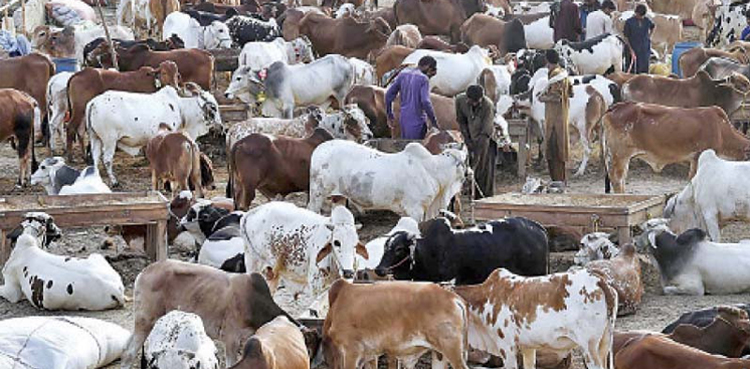 Karachi Cattle Market: Location, date, other major details
