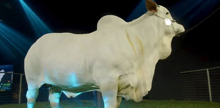 Meet Viatina, the world's most expensive cow