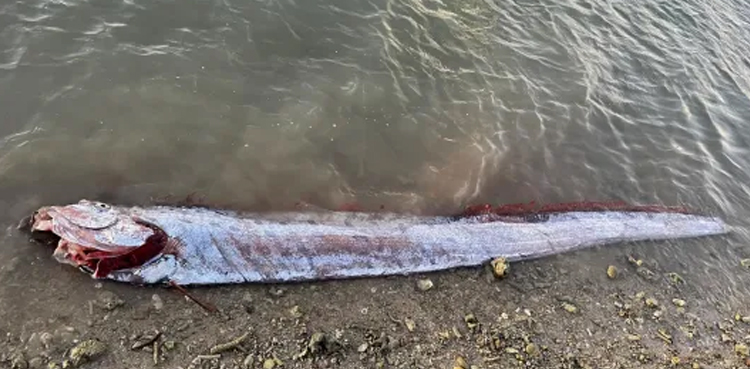 'Doomsday fish' caught hours before earthquake in Taiwan