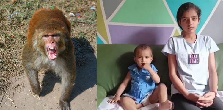 Teen's Clever Use of AI Helps Save Toddler From Monkey Attack