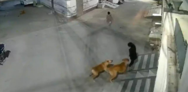 Watch: Group of stray dogs attack kid in residential area