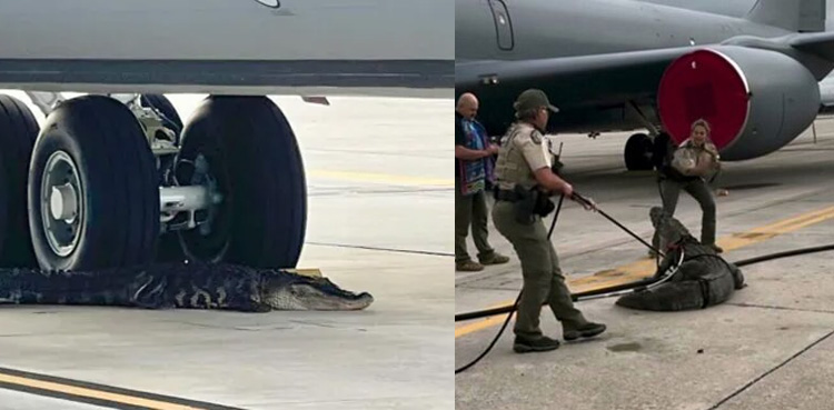 Watch: Giant sleeping alligator holds flights at airbase