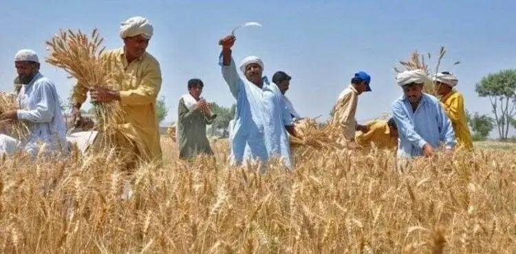 Pakistan strikes deal with IMF to end wheat support price