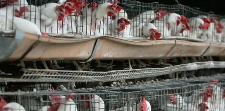 Chicken price surges in Karachi ahead of Eidul Fitr