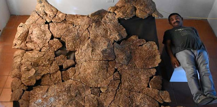 Ancient giant tortoise fossils found in Colombian Andes