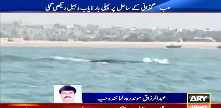 Rare whale spotted near Balochistan coast for the first time