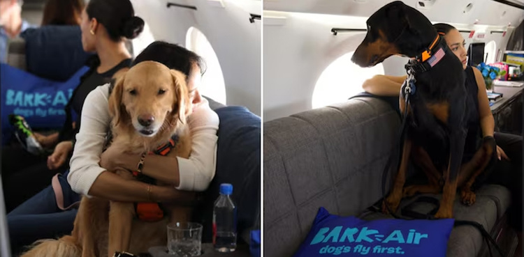US airline launches world's first dog-friendly flights