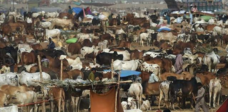 Foolproof security plan prepared for Karachi’s cattle market