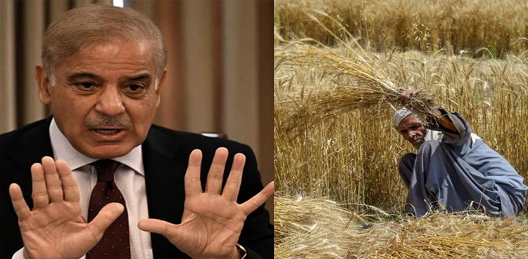 Wheat scandal: PM Shehbaz 'approves' probe against four officers