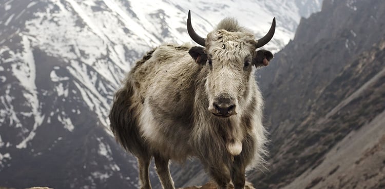 SIFC focusing on development of Yak farming in Pakistan