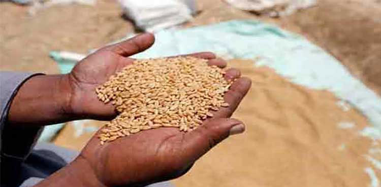 Wheat worth over Rs 50mln missing from warehouse in Zhob