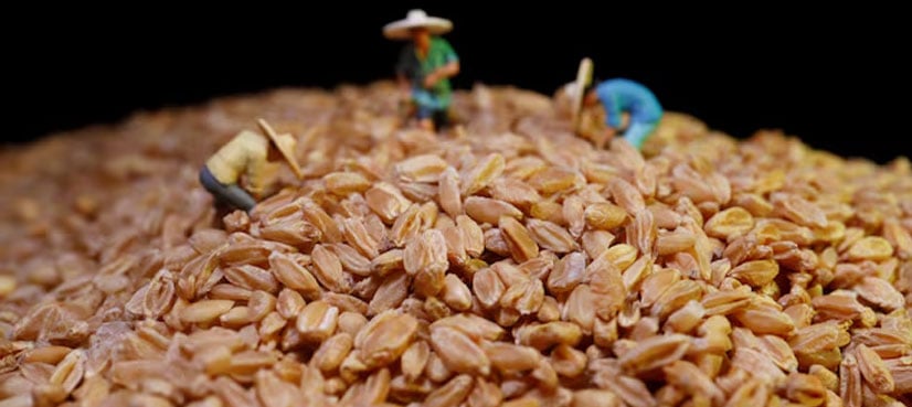 China approves first gene-edited wheat