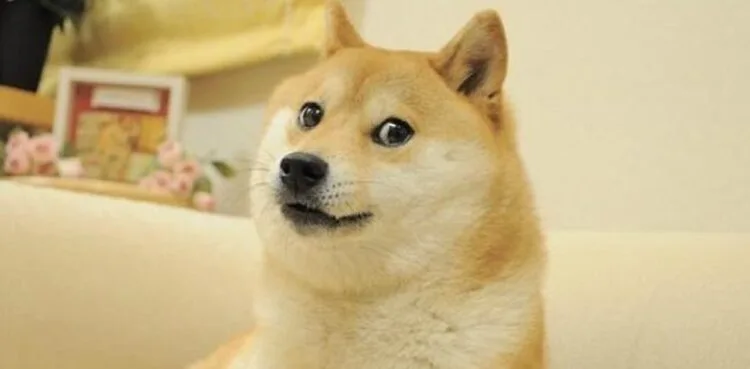 Kabosu: Viral dog who became face of Dogecoin dies at 18