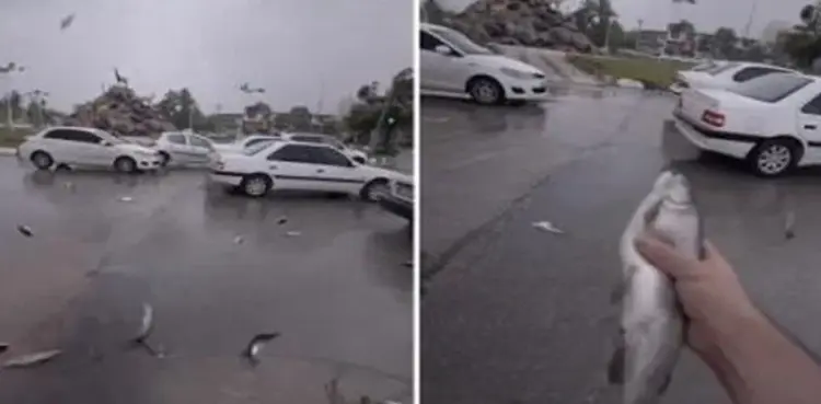 VIRAL VIDEO: 'Rain of fish' takes internet by storm