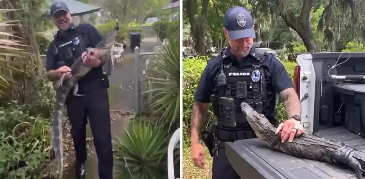 VIRAL: Police ‘arrest’ alligator for breaking into woman’s home