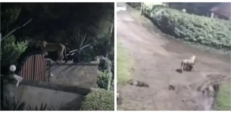 Caught On Cam: Lioness takes pet dog after entering family's garden