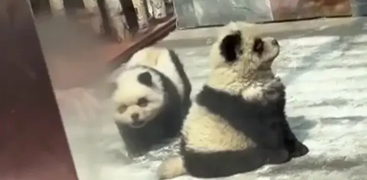 Dogs painted black and white to pass them off as pandas